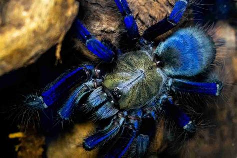 16 Blue Spiders You Wont Believe Exist With Photos Spiders Planet