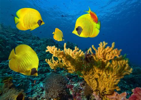 Underwater Fish Fishes Tropical Ocean Sea Reef Wallpaper 8088x5702