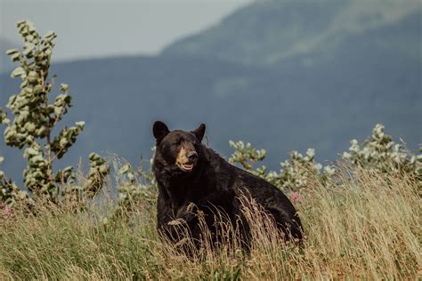 Guide To Backcountry Bear Safety — She Explores Women In The Outdoors