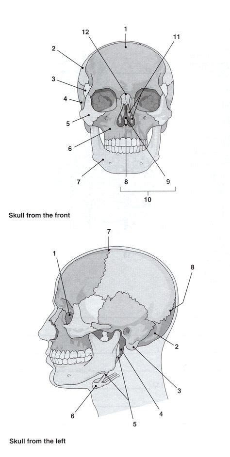 Skull Labelling Worksheet Aandp 1 Skull Anatomy Anatomy Bones Skull