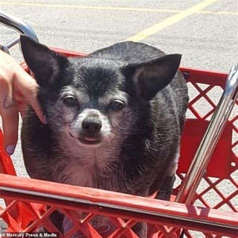 Chubby Chihuahua Who Weighed 18lbs Loses More Than Half His Body Weigh