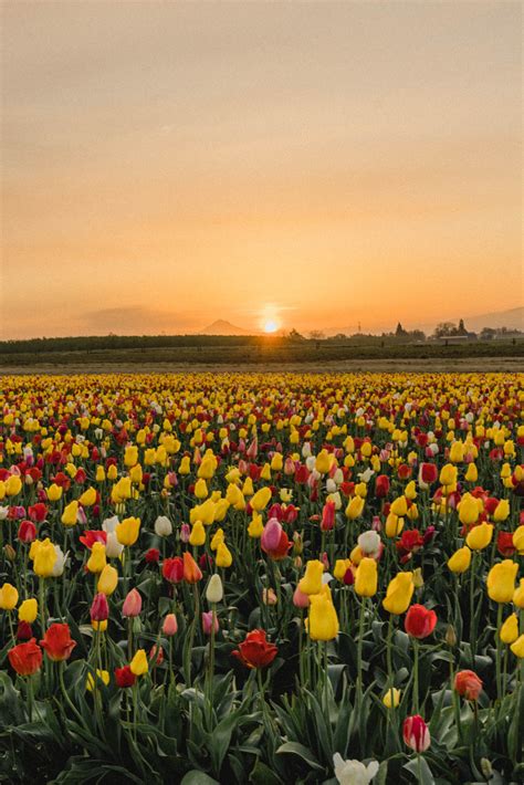 Wooden Shoe Tulip Farm Oregon 20 Travels And Treats