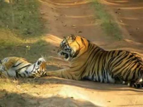 Tigers Seen Mating At Bandhavgarh National Park YouTube