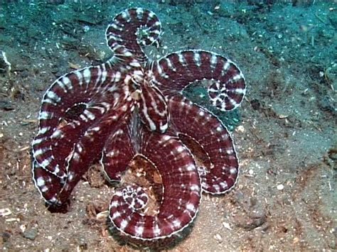 Picture Mimic Octopus Mimic Octopus Octopus Species Octopus