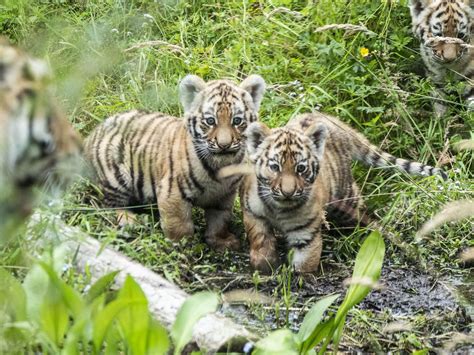 Endangered Amur Tiger Cubs Take First Steps Outside Express And Star