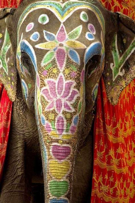 Things You Didn T Know About Wise Extraordinary Elephants Photos