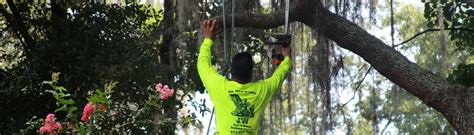 All types of trees, evergreen, aspen, oak, cottonwood JW Tree Service - Tree Trimming, Cutting and Dangerous ...