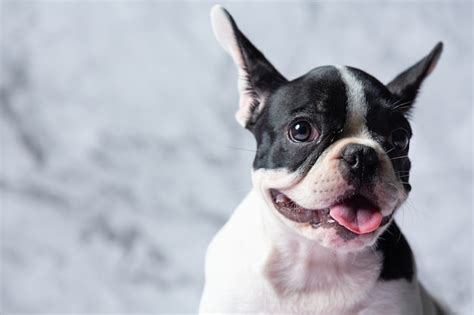 Free Photo French Bulldog Dog Breeds White Polka Dot Black On Marble