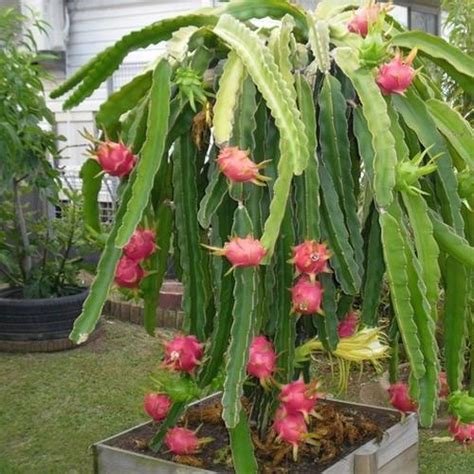 Dragon Fruits Plant, ड्रैगन फ्रूट प्लांट - Hecure Agro ...