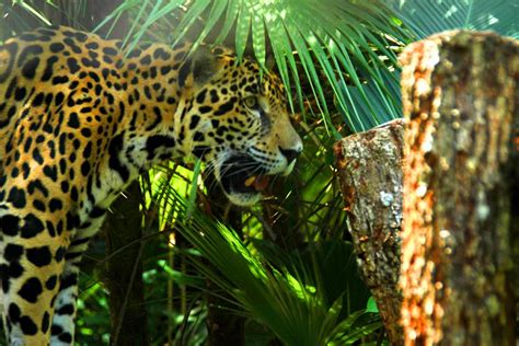 Jaguar Belize Zoo Ambergris Divers