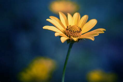 Flower Photography Tips 10 Ideas For Pro Stylised Floral Photos
