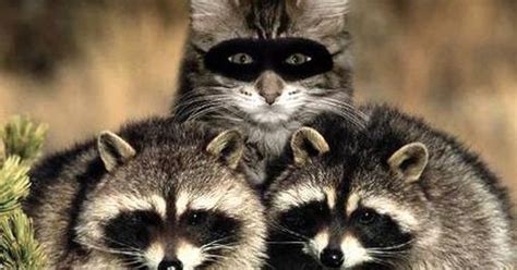 Master Of Disguise Spy Cat Funny Animal Pics And Memes Pinterest Cat Funny Animal And