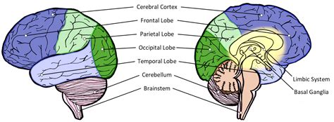 Right Brain Anatomy