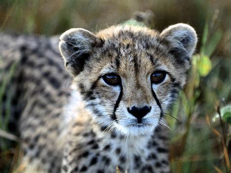 48 Baby Cheetah Wallpaper Wallpapersafari