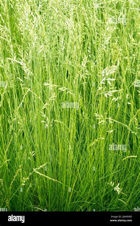 Sheeps Fescue Festuca Ovina Hi Res Stock Photography And Images Alamy