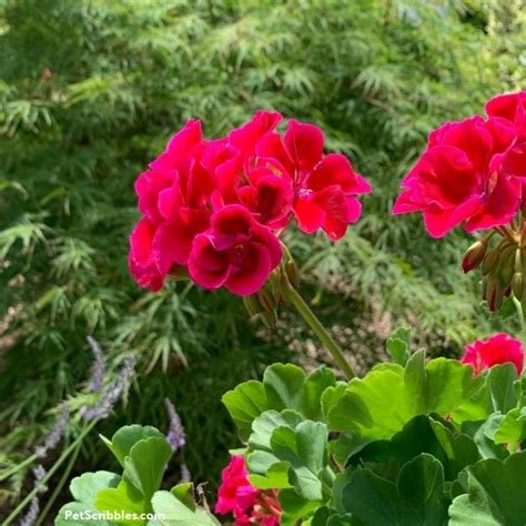 Geranium Care — How To Grow Annual Geraniums Garden Sanity By Pet