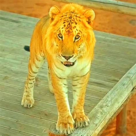 Tigon A Hybrid Of Tiger And Lioness
