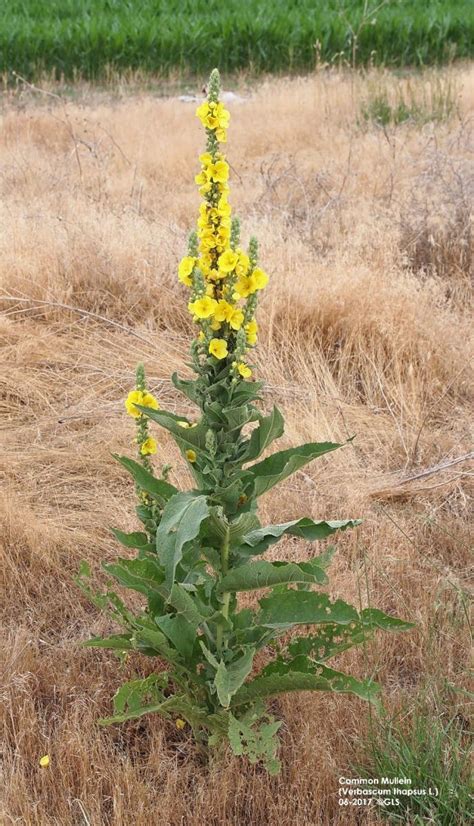 Timing Is Key For Managing Common Mullein Invasion Unl Beef