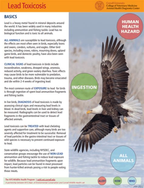 Lead Ingestion By Bald Eagles British Ornithologists Union