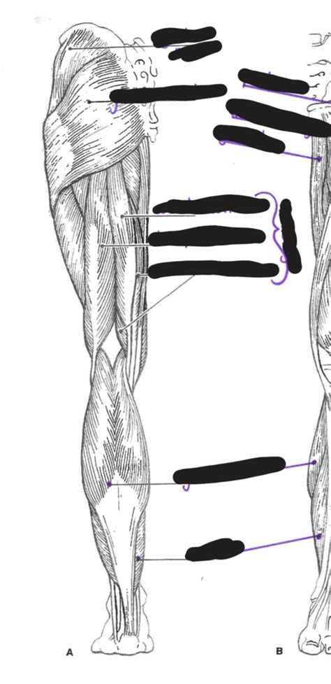 Posterior Leg Muscles Diagram Quizlet