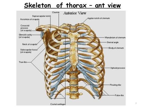 3d viewer is not available. Skeleton of thorax - ant view 3 (With images) | Thorax