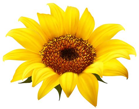 Sunflower Vector Png Png Image With Transparent Background Toppng