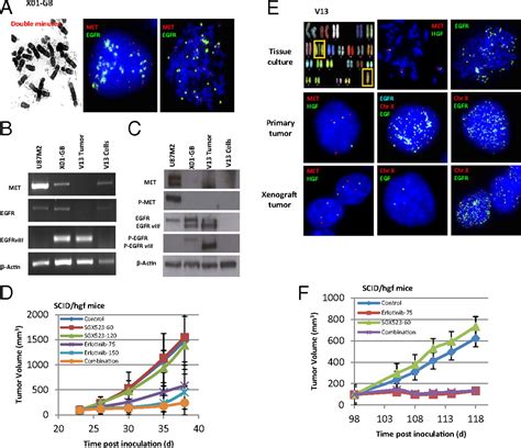 Hepatocyte Growth Factor Hgf Autocrine Activation Predicts Sensitivity To Met Inhibition In