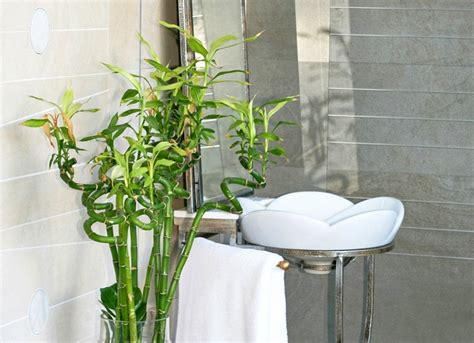 Bathroom Plants 10 All Time Favorites Bob Vila