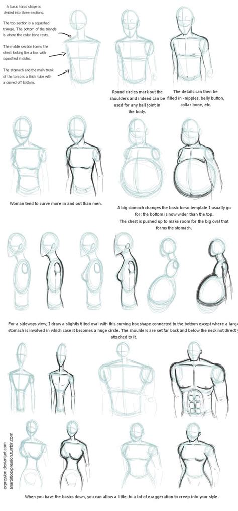Notes On Torsos By Expression On Deviantart Body Type Drawing Body