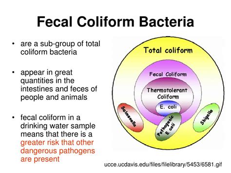 ppt water quality fecal coliform how is water quality affected by interactions in a watershed