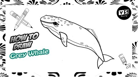 How To Draw Grey Whale Youtube