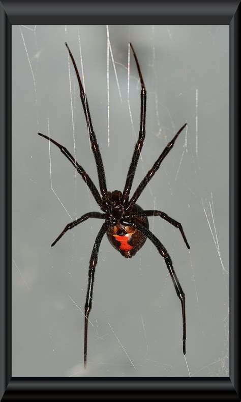 Black Widow Spider There Are Many Black Widow Spiders Arou Flickr
