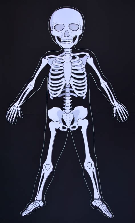 This highly illustrated reference book provides artists and art students with an understanding of human anatomy and diff. Life-Size Printable Skeleton Paper Model | Adventure in a Box