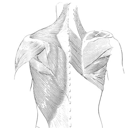 Shoulder radiology & anatomy at usuhs.mil. shoulders_back