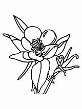 Columbine Coloring Flowers Flower Recommended Printable Mycoloring sketch template