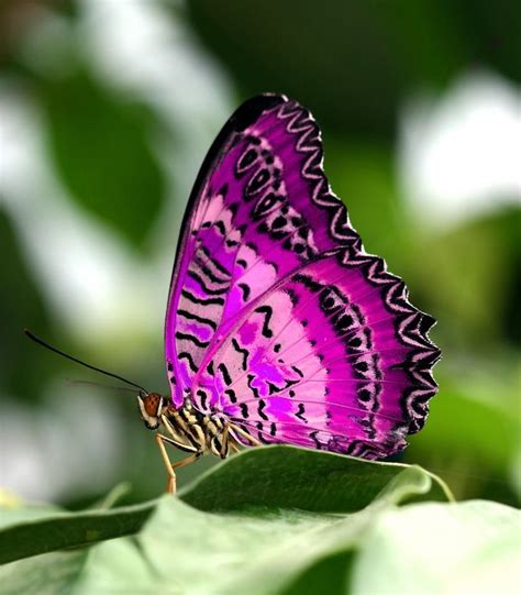 Beautiful Butterfly Papillon Butterfly Papillon Rose Purple Butterfly