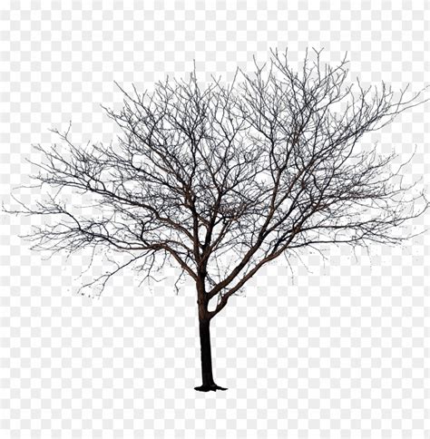 Winter Tree Png Transparent Library Tree No Leaves Png Transparent