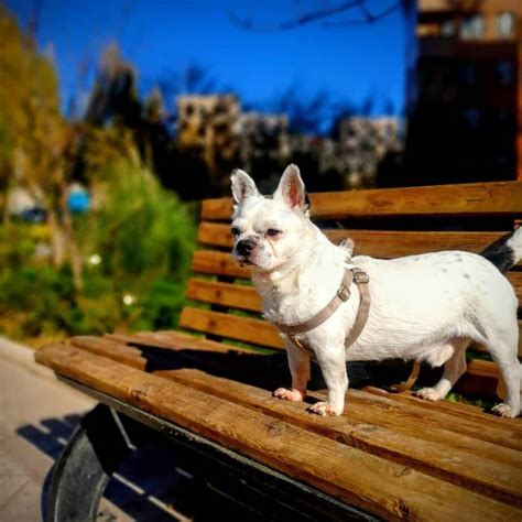 Get a boxer, husky, german beautiful french bulldog mix boston terrier puppies arenow ready to go vet checked vaccinated and dewormed papers provided home raised. 40+ Boston Terrier Mix Breed Reviews | Reviewed By ...