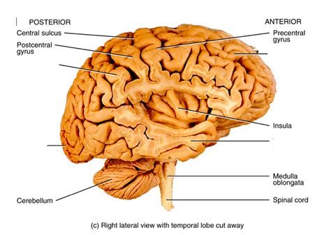 Lobes Of The Brain Diagram Quizlet