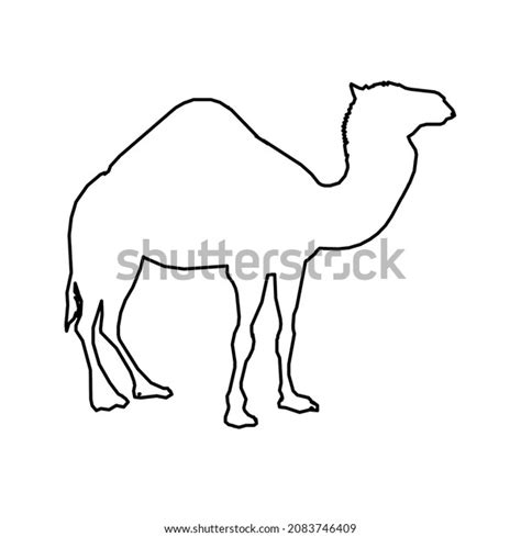 Camel Animal Desert Life Wild Stock Vector Royalty Free 2083746409