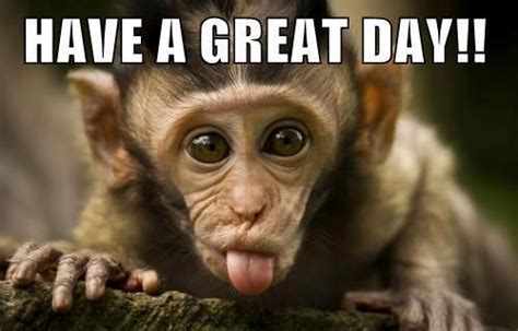 Have A Great Day ~ Photos Singe Video Animaux Drole Animaux Amusants