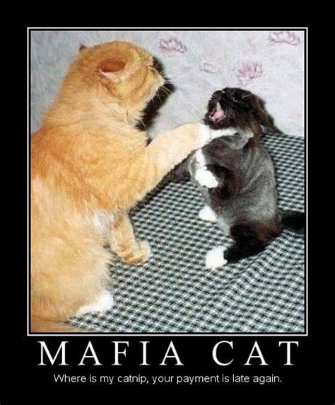 Mafia Cat Cats Mafia Funny Cats