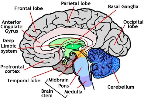Picture Of Human Brain Human Anatomy