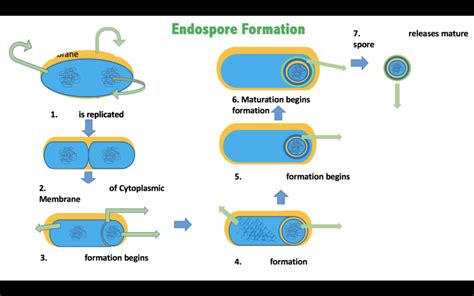 Lab Exam 2 Spore Formation Diagram Quizlet