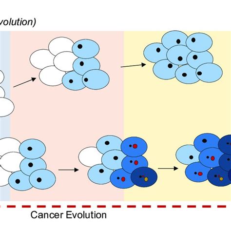 Evolution Of Cancer Clones Schematic Representation Of The Evolution