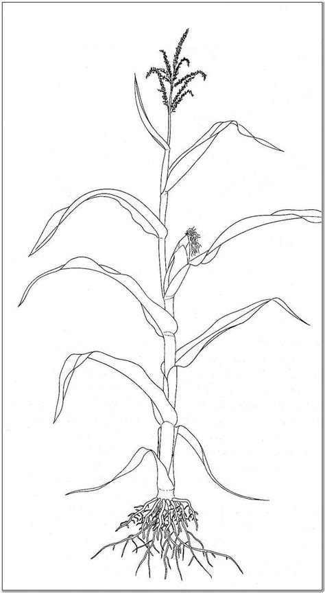 How To Draw Corn Stalks Corn Stalk Step By Step Drawing