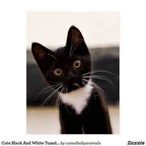 Cute Black And White Tuxedo Kitten Animals And Pets Baby Animals