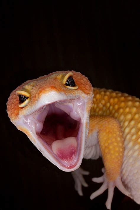 However, super hypo tangerines tend to. 17 Best images about Gecko babys on Pinterest | Watercolor ...