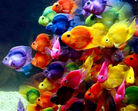Fish Wallpapers Top Free Fish Backgrounds Wallpaperaccess