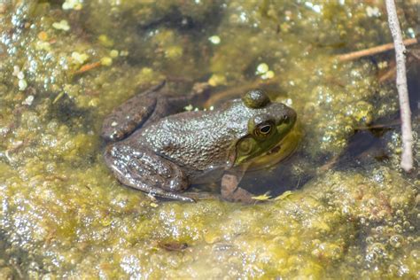 American Bullfrog Lithobates Catesbeianus Isaac M Flickr